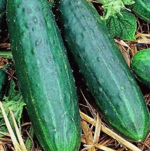 10 Spacemaster 80 Cucumber Seeds NonGmo Cucumber Seeds Heirloom Fresh Seeds Buy Seeds Online