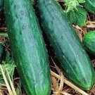 10 Spacemaster 80 Cucumber Seeds NonGmo Cucumber Seeds Heirloom Fresh Seeds Buy Seeds Online