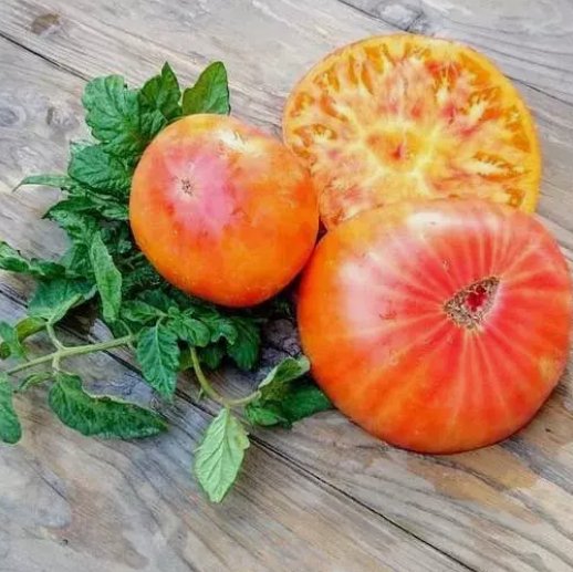 120 Big Rainbow Tomato Seeds  Heirloom  Organic  Non Gmo Fresh  Rare Buy Seeds Online