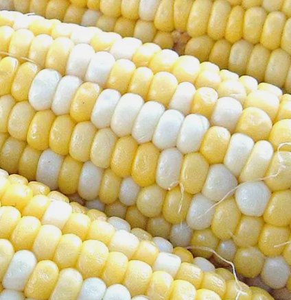 25 Peaches & Cream Corn Seeds Hybrid Bicolor Sweet NonGmo Buy Seeds Online