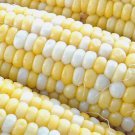 25 Peaches & Cream Corn Seeds Hybrid Bicolor Sweet NonGmo Buy Seeds Online