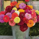 100 California Giant Zinnia Flower Mix Seeds Heirloomseedguy 2025 NonGmo Buy Seeds Online
