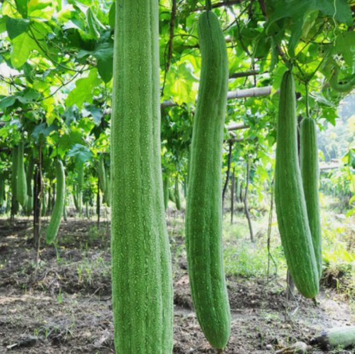 30 Super Long Luffa Gourd Seeds  NonGmo Loofah Sponge Gourd Seeds Buy Seeds Online