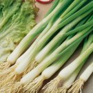 250 White Lisbon Onion Seeds Scallion Bunching NonGmo  1073 Buy Seeds Online