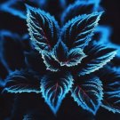25 Coleus Seeds  Rare Blue Black And Green Foliage Unique Garden Accent Buy Seeds Online