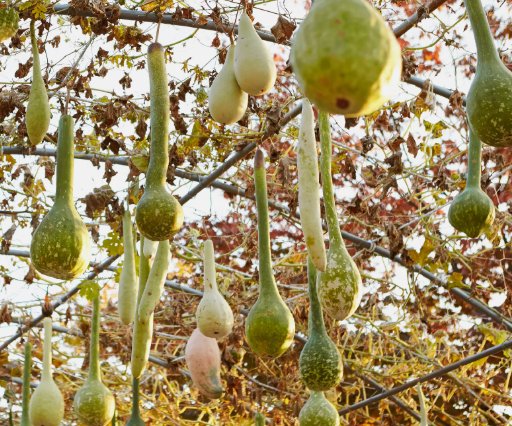 10 Dipper Gourd Seeds Heirloom NonGmo Genuine Buy Seeds Online