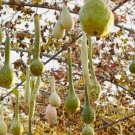 10 Dipper Gourd Seeds Heirloom NonGmo Genuine Buy Seeds Online