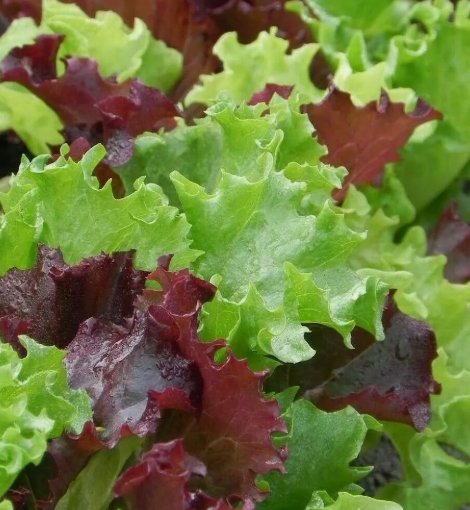 500 Gourmet Salad Blend Lettuce Seeds Healthy Garden Greens Buy Seeds Online