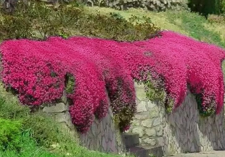 1000 Red Creeping Thyme Seeds  Groundcover  Nongmo  Fresh Buy Seeds Online