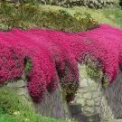 1000 Red Creeping Thyme Seeds  Groundcover  Nongmo  Fresh Buy Seeds Online