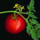 30 Seeds Rare Giant Oxheart Tomato Huge Tasty American Heirloom Nongmo Juicy Buy Seeds Online