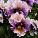 150 Pansy Seeds (Viola)  Fragrant Flower Seeds Annual Seeds Garden Style 14 Buy Seeds Online