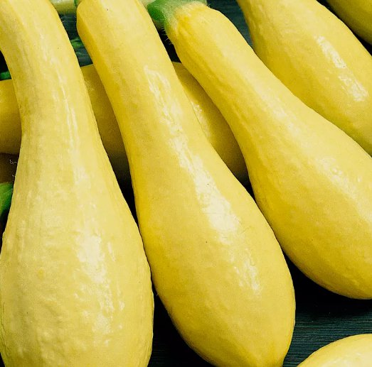 30 Summer Squash Seeds  Early Prolific Straightneck Vegetable Buy Seeds Online