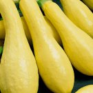 30 Summer Squash Seeds  Early Prolific Straightneck Vegetable Buy Seeds Online
