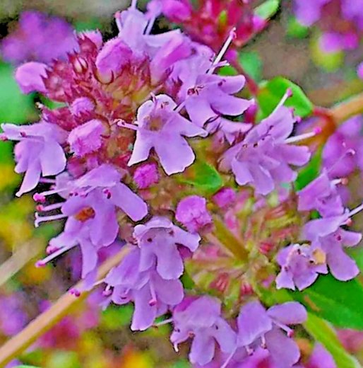 4000 Creeping Thyme Seeds Purple Groundcover Lawn Herb Drought Arid Perennial Buy Seeds Online