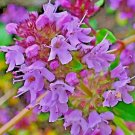 4000 Creeping Thyme Seeds Purple Groundcover Lawn Herb Drought Arid Perennial Buy Seeds Online