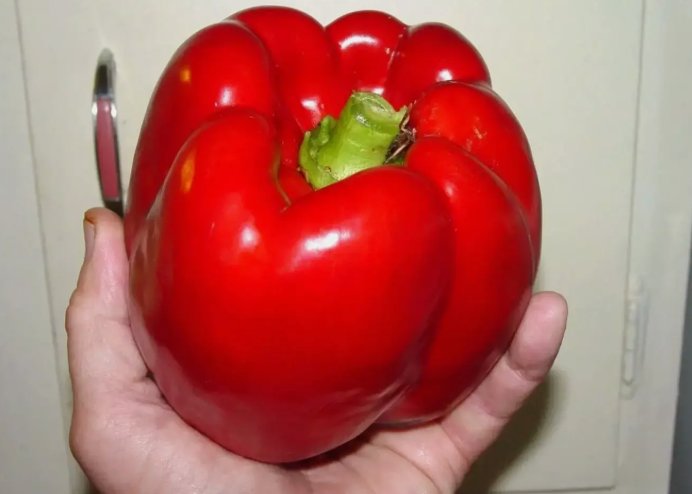 120 Giant Red Bell Pepper Seeds  Sweet  Heirloom  Organic  Non Gmo Buy Seeds Online