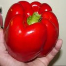 120 Giant Red Bell Pepper Seeds  Sweet  Heirloom  Organic  Non Gmo Buy Seeds Online