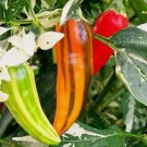 10 Fish Pepper Seeds Nongmo  Seed Store 1286 Buy Seeds Online