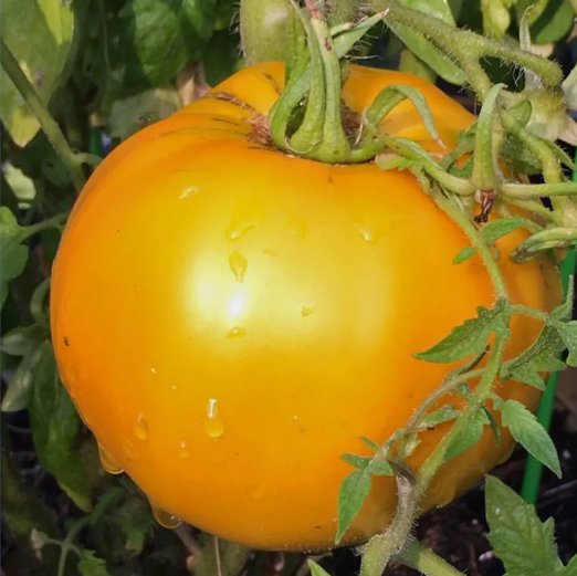 50 Golden Jubilee Tomato   Seeds Nongmo Buy Seeds Online