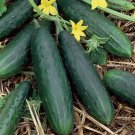 50 Spacemaster 80 Cucumber Seeds Nongmo  Seed Store 1063 Buy Seeds Online