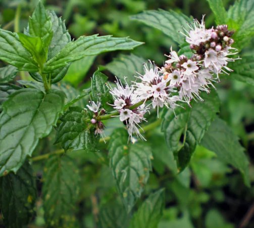 400 Spearmint Herb Seeds Mentha Spicata NonGmo Variety Sizes Buy Seeds Online