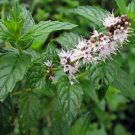 400 Spearmint Herb Seeds Mentha Spicata NonGmo Variety Sizes Buy Seeds Online