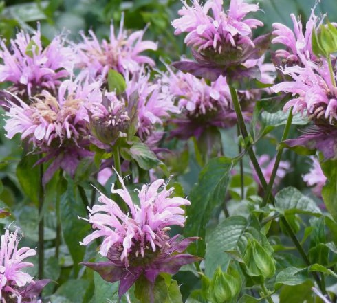 500 Wild Bergamot Seeds Monarda Bee Balm Attracts Butterflies & Bees Buy Seeds Online