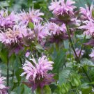 500 Wild Bergamot Seeds Monarda Bee Balm Attracts Butterflies & Bees Buy Seeds Online