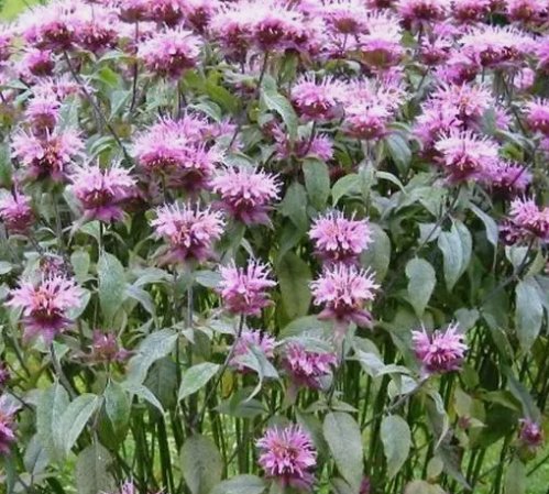 500 Seeds Bee Balm Wild Bergamot Perennial Beneficial Bees Hummingbirds NonGmo Buy Seeds Online