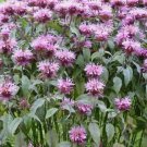 500 Seeds Bee Balm Wild Bergamot Perennial Beneficial Bees Hummingbirds NonGmo Buy Seeds Online
