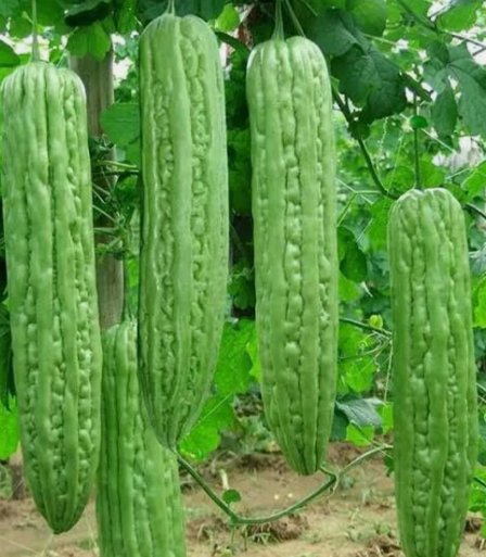 10 Green Skin Long Bitter Gourd Seeds Bitter Melon Seeds Ku Gua Asian Vegetable Buy Seeds Online