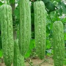 10 Green Skin Long Bitter Gourd Seeds Bitter Melon Seeds Ku Gua Asian Vegetable Buy Seeds Online
