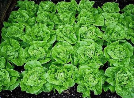 1000 Tom Thumb Lettuce Seeds Heirloomseedguy 2025 NonGmo Buy Seeds Online
