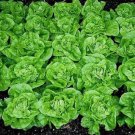 1000 Tom Thumb Lettuce Seeds Heirloomseedguy 2025 NonGmo Buy Seeds Online