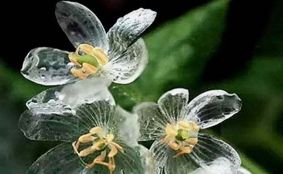 10 Skeleton Flower Seeds Crystal Flower Gray&acirc;��S DoubleLeaf Twoflower Diphyl Buy Seeds Online