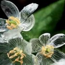 10 Skeleton Flower Seeds Crystal Flower Gray’S DoubleLeaf Twoflower Diphyl Buy Seeds Online
