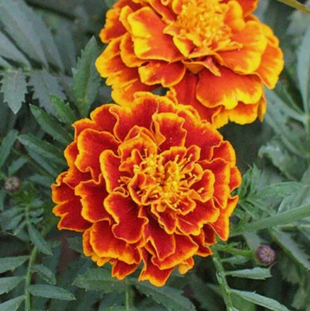 175 Sparky Mix Marigold Seeds NonGmo  Seed Store 1189 Buy Seeds Online