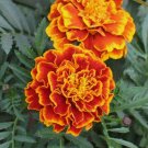 175 Sparky Mix Marigold Seeds NonGmo  Seed Store 1189 Buy Seeds Online
