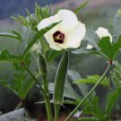 30 Cowhorn Okra Seeds Nongmo Spineless Large Okra Buy Seeds Online