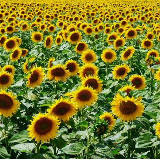 15 Mammoth Grey Stripe Sunflower Seeds Helianthus Annuus Nongmo Buy Seeds Online