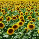 15 Mammoth Grey Stripe Sunflower Seeds Helianthus Annuus Nongmo Buy Seeds Online