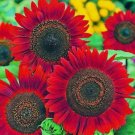 10 Sunflower Seeds For Planting Vibrant Red Velvet Queen Heirloom Buy Seeds Online