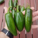100 Mammoth Jalapeno Hot Pepper Seeds  Organic  Non Gmo Buy Seeds Online