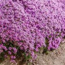 1000 Creeping Thyme Seeds (Thymus Serpyllum) Perennial & Purple Groundcover Buy Seeds Online