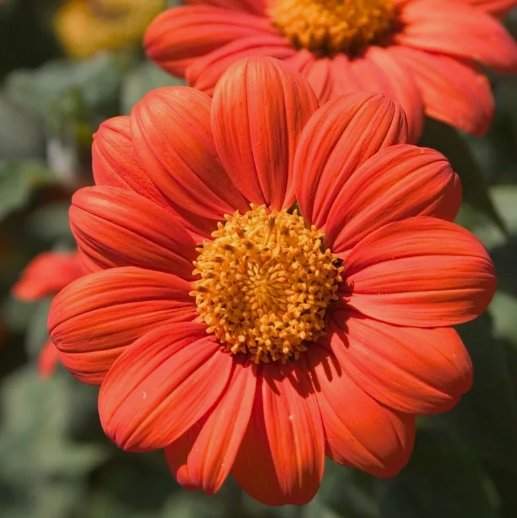 75 Mexican Sunflower Seeds Orange Tithonia Attract Butterflies Daisylike Bloom Buy Seeds Online