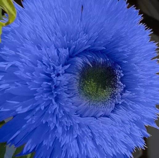 50 Blue Teddy Bear Sunflower Seeds  Stunning Annual Blooms For Your Garden Buy Seeds Online