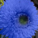50 Blue Teddy Bear Sunflower Seeds  Stunning Annual Blooms For Your Garden Buy Seeds Online