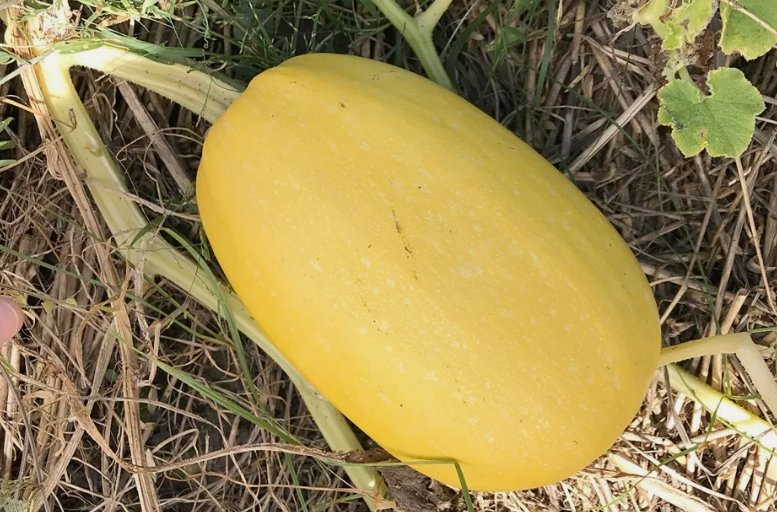 10 Vegetable Spaghetti Winter Squash Seeds Nongmo Variety Sizes  Buy Seeds Online
