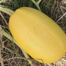 10 Vegetable Spaghetti Winter Squash Seeds Nongmo Variety Sizes  Buy Seeds Online